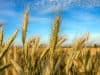Benefits of oat and rye bran fibres