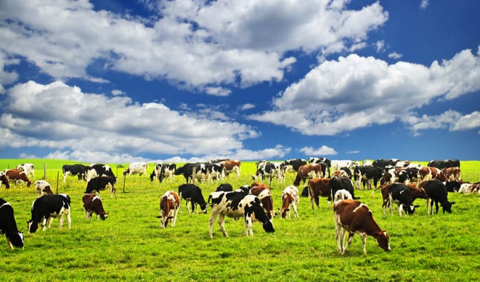 cow grazing