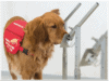 COVID-19 detection dogs in training