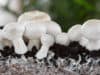 Fungus leather substitute could be eco-friendlier