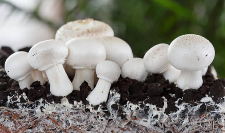 fungus