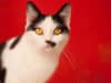 Remdesivir treatment for coronavirus in cats