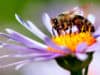 Venom from honeybees kills breast cancer cells