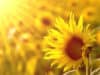 Five ways to combat Seasonal Affective Disorder