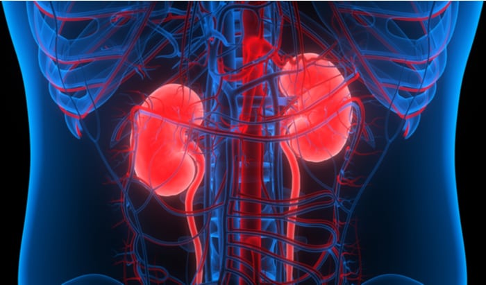 dialysis bioprint