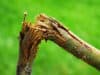 Breaks, sprains and dislocations