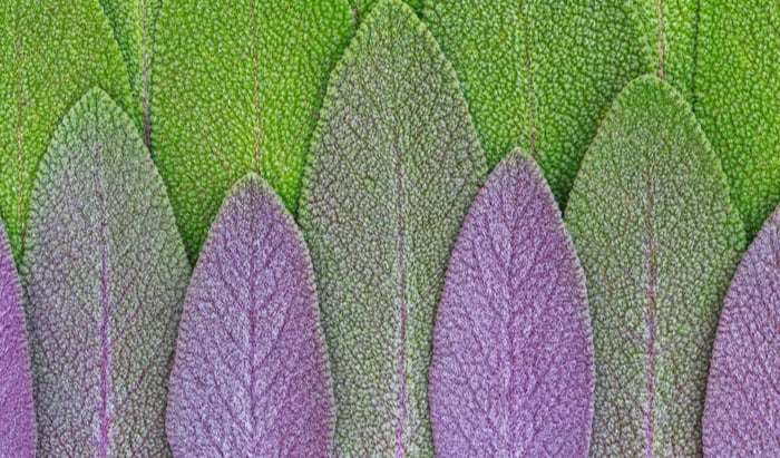 Sage