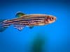 University of Queensland: fish give insight on sound sensitivity in autism