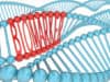 Novel biomarkers predict the development of incident heart failure