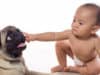 Dog bites – what you need to know