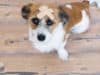 7 First Aid Tips that could save your dog’s life