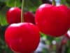 The powers of recovery with Montmorency cherries