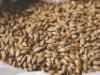 Malting could be better used in human nutrition