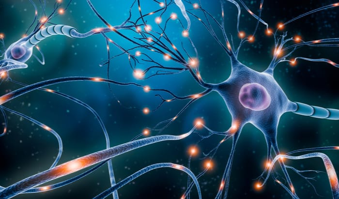 myelin