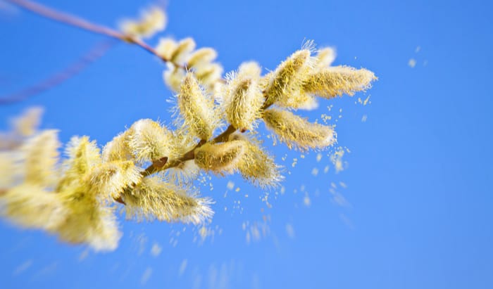 tree pollen