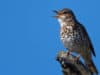Thrush and vaginal health