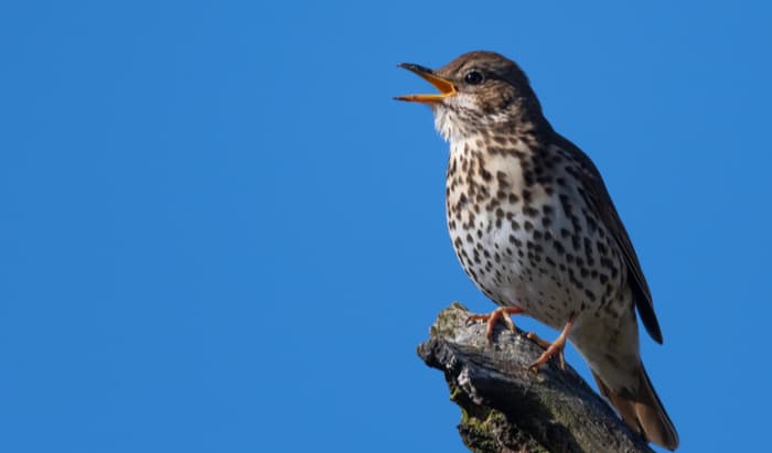 Thrush