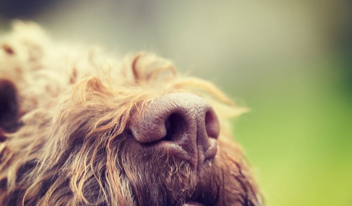 dogs