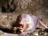 Are mole rats the key to curing cancer and dementia?