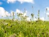 Pollen bomb for opening weekend of Euros 2021