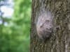 Life threatening dangers of Oak Processionary Moths