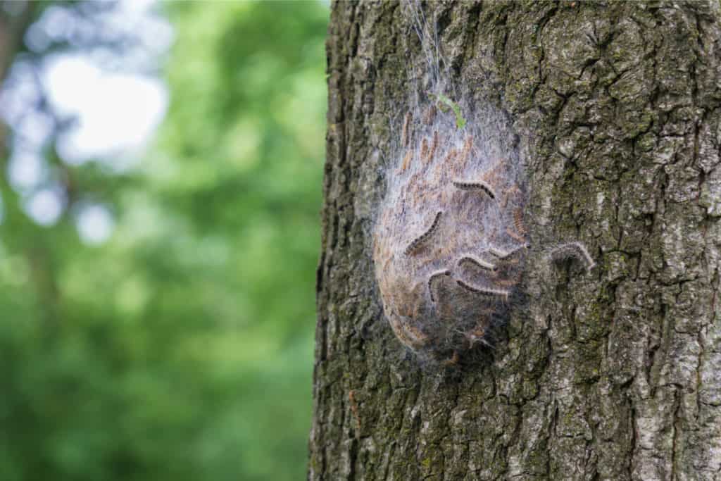 oak