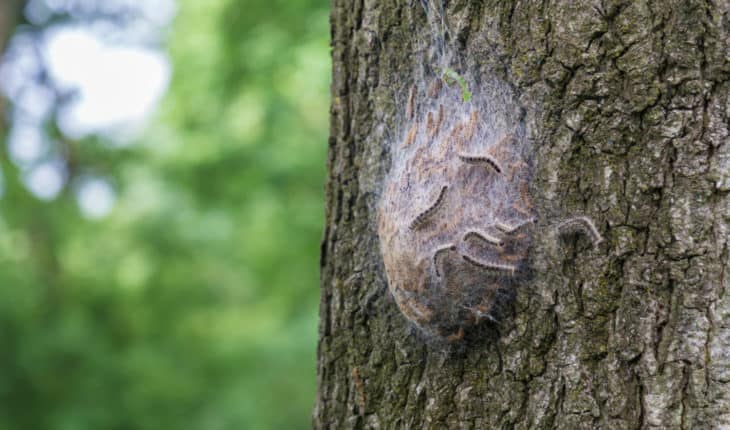 oak