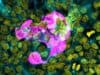 Vascular disease in COVID-19 is not caused by viral infection of blood vessels