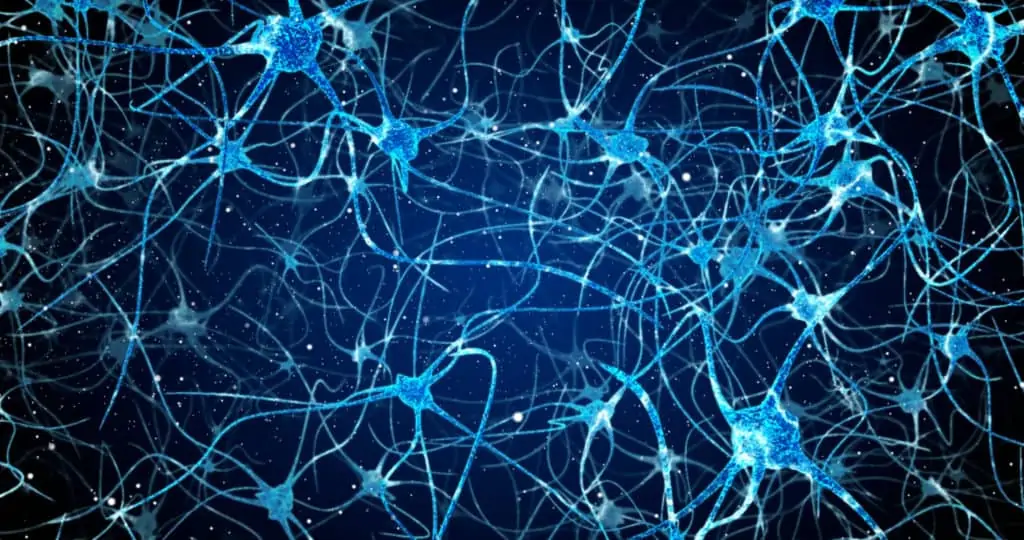 brain