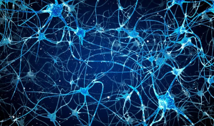 brain