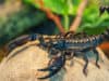 Scorpion sting might save lives from coronavirus