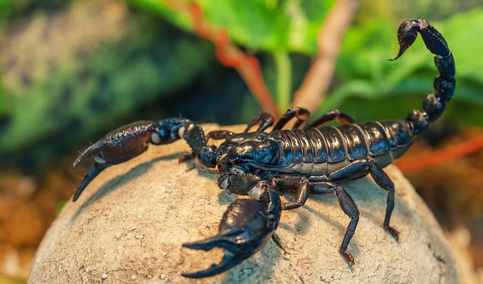 Scorpion