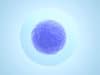 Human embryos are switched on from the get go