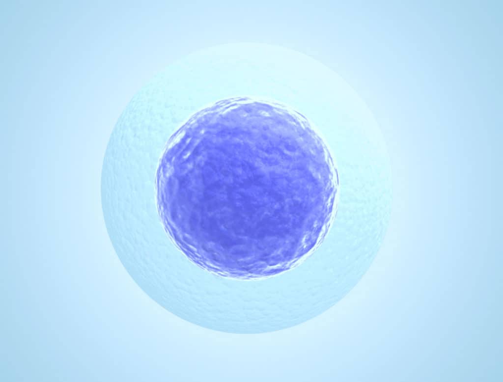 human embryos