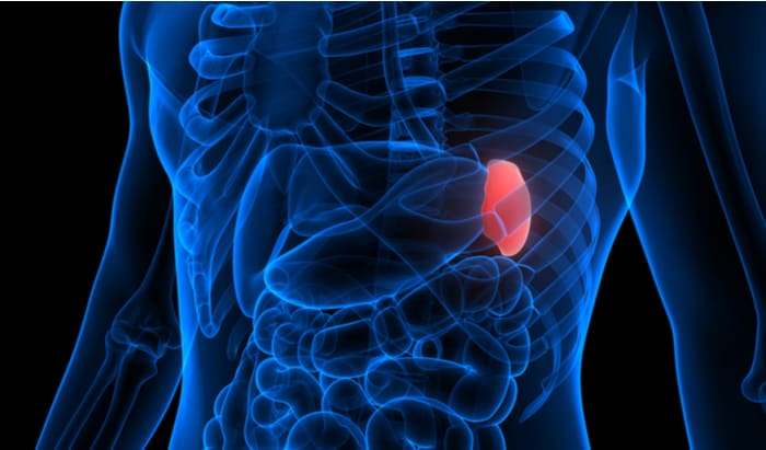 spleen function