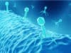 Phage therapy to fight bacteria