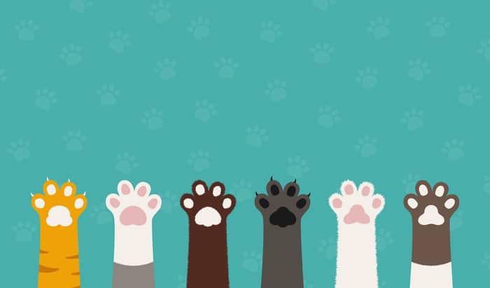 dogs