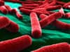 Scientists have pin-pointed a gene that helps deadly E. coli bacteria evade antibiotics