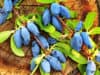 Haskap berries for running endurance