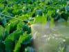 Research finds organic insecticides more damaging to non-target insects