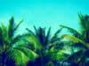 Diet, malaria and substance use linked to Pacific preterm births
