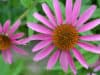 Echinacea: Herbal medicine as part of a winter health strategy