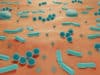 The skin microbiome and healthy ageing
