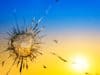 WHO report on Ukraine war