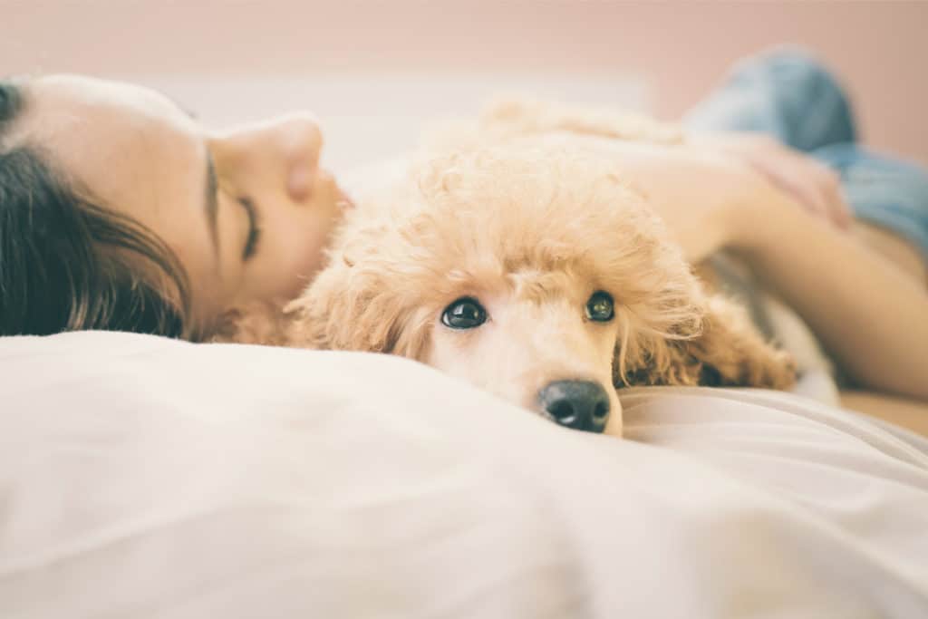 pets