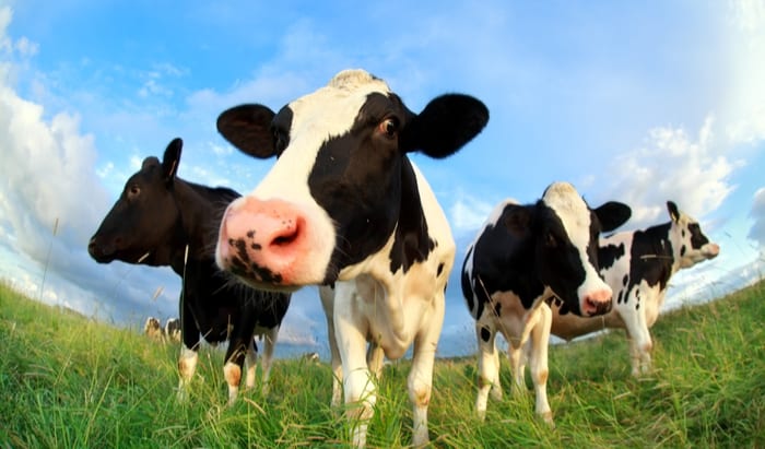 milk