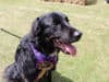 World blood donor day: Giving pets a new leash of life