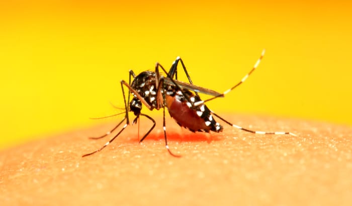 zika
