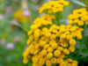 Potential for Mugwort allergy vaccine