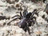 Spider venom drug start up success